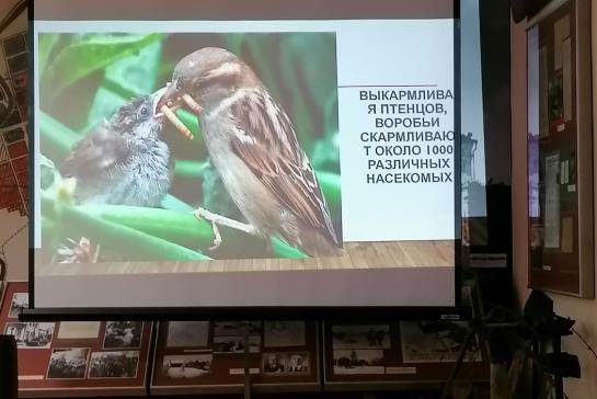 Галерея — Знакомьтесь, воробей! — фото
