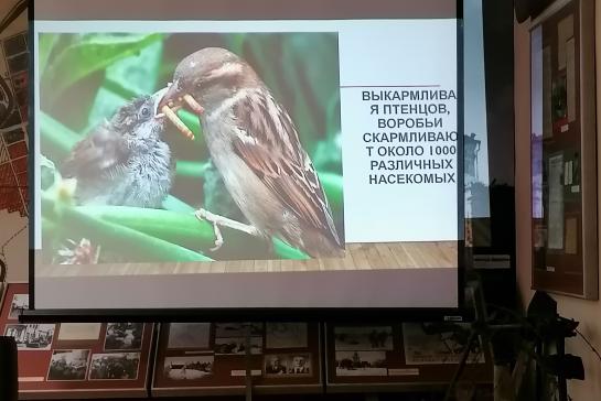 Знакомьтесь, воробей! — фото-52_1
